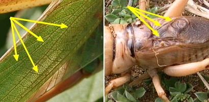 Grilli, Locuste e Cavallette: ORTHOPTERA Guida alle Famiglie